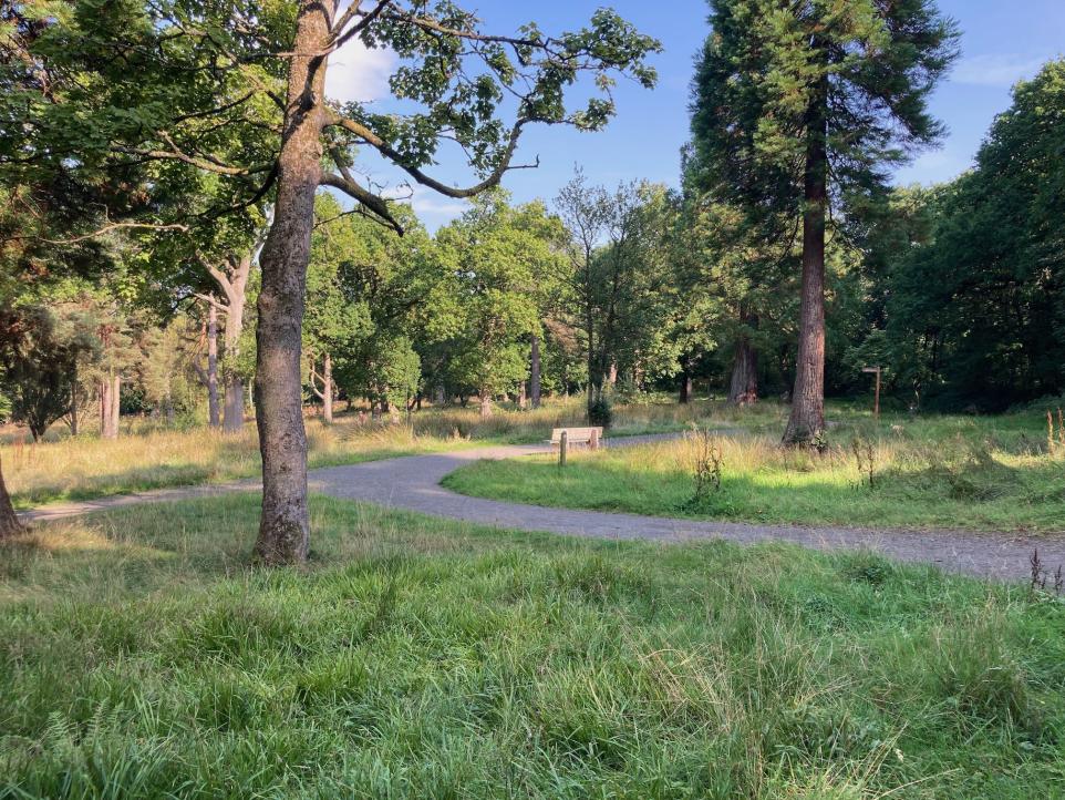 Improved Scottish woodlands linked to reduced antidepressant use